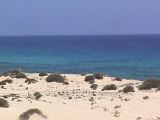 Corralejo-duinen